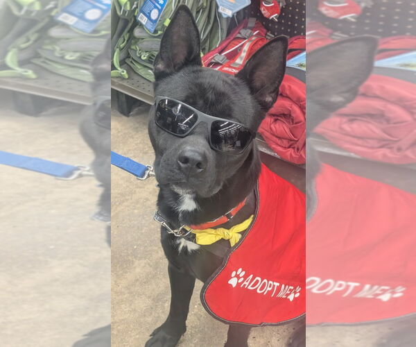 Medium Photo #5 Siberian Husky-Unknown Mix Puppy For Sale in Lawrenceville, NJ, USA