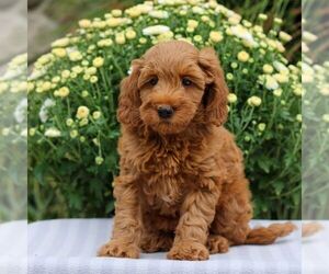 Goldendoodle (Miniature) Puppy for sale in EAST EARL, PA, USA