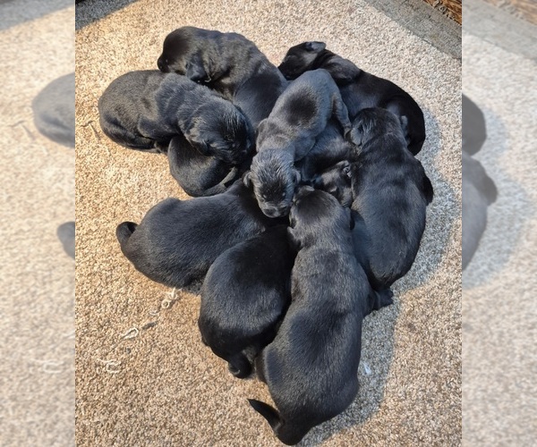 Medium Photo #9 Labrador Retriever Puppy For Sale in CORVALLIS, OR, USA