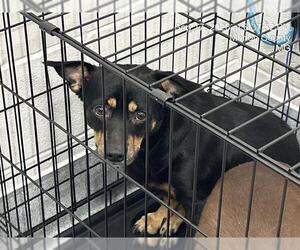 Chihuahua-Unknown Mix Dogs for adoption in Ocala, FL, USA
