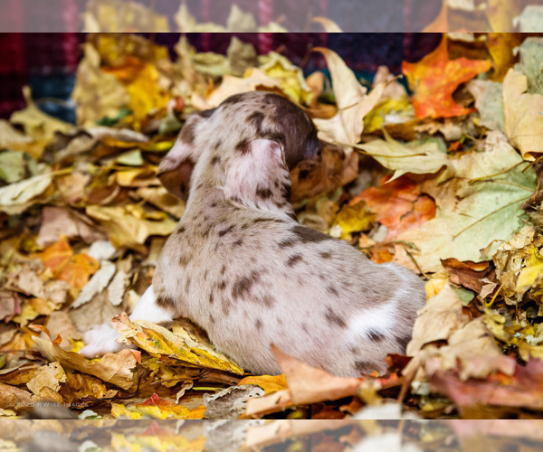 Medium Photo #7 Dachshund Puppy For Sale in WAKARUSA, IN, USA
