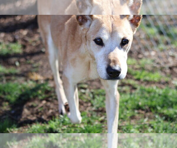 Medium Photo #2 Carolina Dog-Unknown Mix Puppy For Sale in Martinsburg, WV, USA
