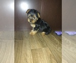 Small Photo #14 Yorkshire Terrier Puppy For Sale in LAPEER, MI, USA