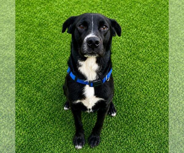 Medium Photo #8 Labrador Retriever-Unknown Mix Puppy For Sale in Rockwall, TX, USA