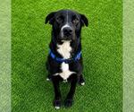 Small #7 Labrador Retriever Mix