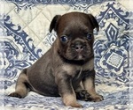Small #2 French Bulldog