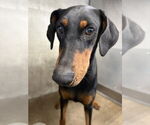 Small Doberman Pinscher