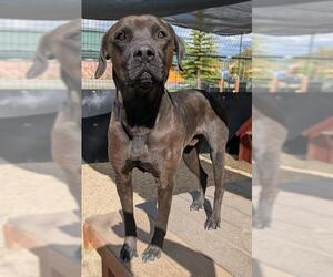 Labrador Retriever-Unknown Mix Dogs for adoption in Frisco, CO, USA