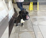 Small Photo #8 Bulldog Puppy For Sale in Oak Bluffs, MA, USA