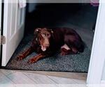 Small #2 Doberman Pinscher