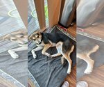 Small Photo #6 German Shepherd Dog-Greyhound Mix Puppy For Sale in Escondido, CA, USA