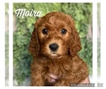 Small Photo #4 Australian Labradoodle Puppy For Sale in GLADSTONE, OR, USA