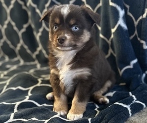 Miniature Australian Shepherd Litter for sale in QUINCY, CA, USA