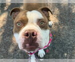 *BANJO - Male Mutt Dog for Adoption - Small photo