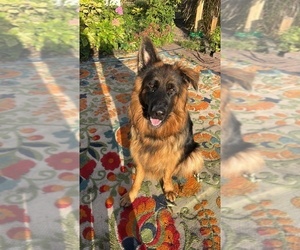 German Shepherd Dog Puppy for sale in CHRISTOPHER, IL, USA
