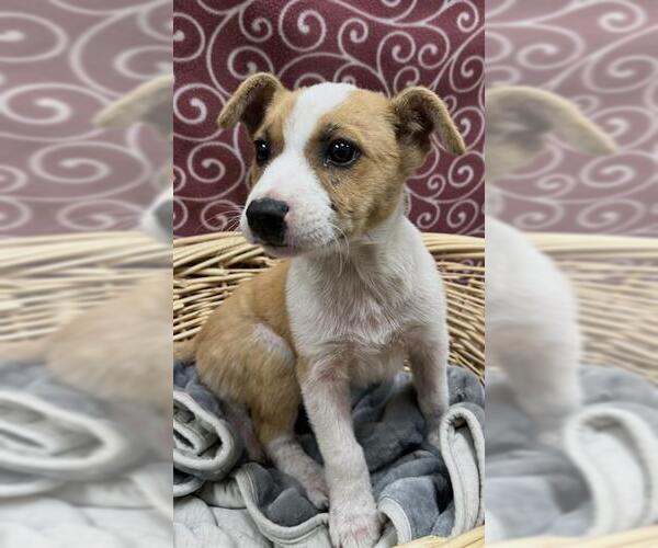 Medium Photo #1 Mutt Puppy For Sale in Rosenberg, TX, USA