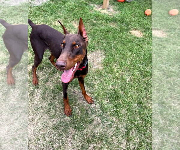 Medium Photo #17 Doberman Pinscher Puppy For Sale in Buffalo, MN, USA