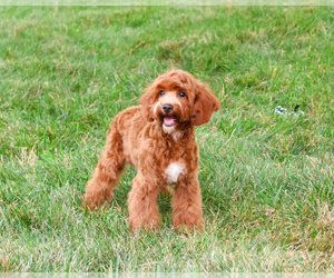 Cavapoo (Miniature) Puppy for Sale in SYRACUSE, Indiana USA