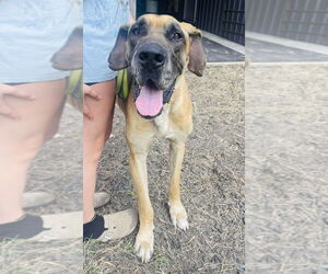 Great Dane Dogs for adoption in Bullard, TX, USA