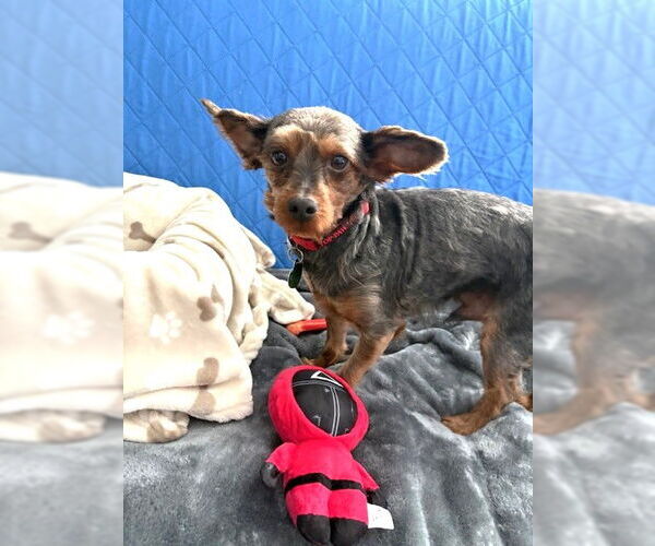 Medium Photo #8 Mutt Puppy For Sale in St. Louis Park, MN, USA