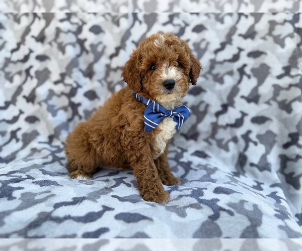 Medium Photo #2 Cavapoo (Miniature) Puppy For Sale in LAKELAND, FL, USA