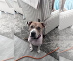 Small #1 Boxer Mix