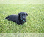 Small Photo #3 Labrador Retriever Puppy For Sale in FRYTOWN, IA, USA