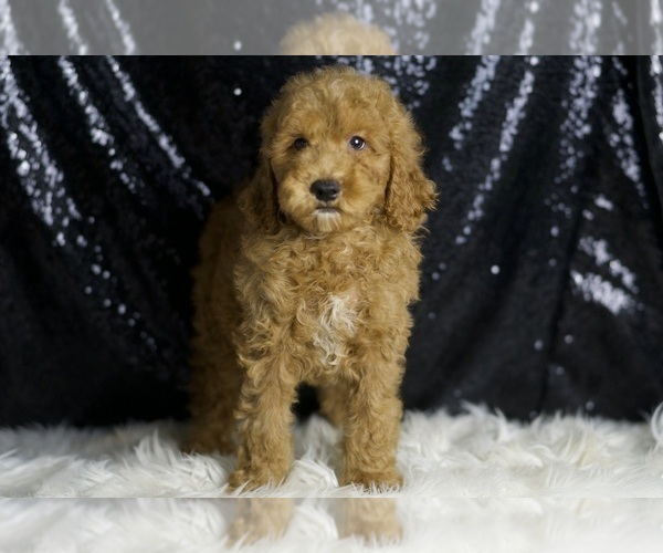 Medium Photo #4 Goldendoodle (Miniature) Puppy For Sale in WARSAW, IN, USA