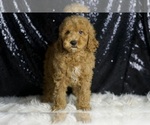 Small #3 Goldendoodle (Miniature)