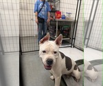 Small #2 American Pit Bull Terrier Mix