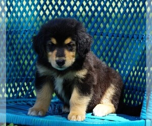 Gollie Puppy for sale in FREDERICKSBG, OH, USA