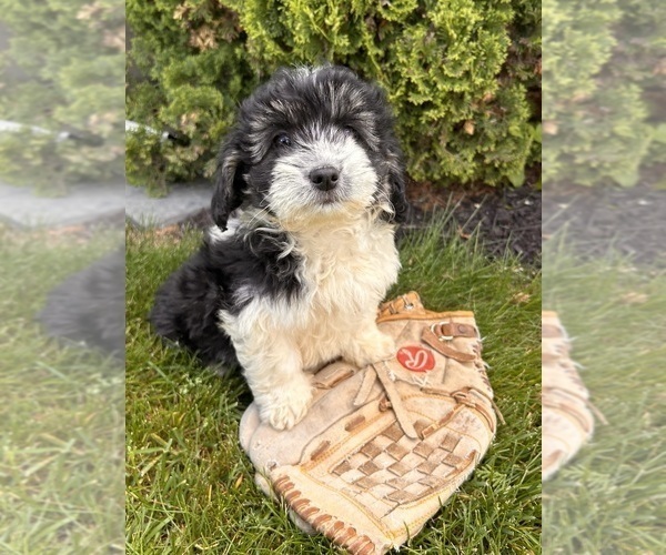 Medium Photo #4 Poo-Ton Puppy For Sale in MIDDLEBURY, IN, USA