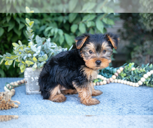 Medium Photo #9 Yorkshire Terrier Puppy For Sale in SALEM, IN, USA