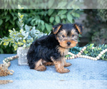 Small #1 Yorkshire Terrier