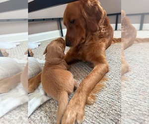 Golden Retriever Puppy for sale in ANTIOCH, TN, USA