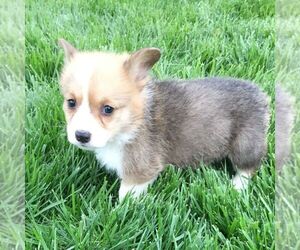 Pembroke Welsh Corgi Puppy for sale in HAVEN, KS, USA