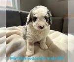 Small #8 Bernedoodle (Miniature)