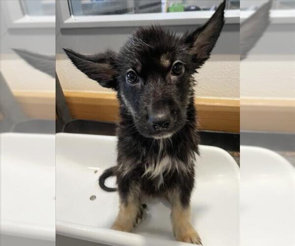 Medium Photo #1 German Shepherd Dog Puppy For Sale in Tracy, CA, USA