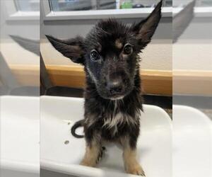 German Shepherd Dog Dogs for adoption in Tracy, CA, USA