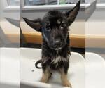 Small German Shepherd Dog