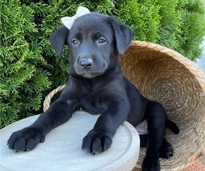 German Shepherd Dog-Labrador Retriever Mix Puppy for sale in HONEY BROOK, PA, USA