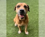 Small Photo #2 Boxer-Unknown Mix Puppy For Sale in Baytown, TX, USA