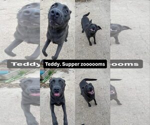 Teddy - Male Labrador Retriever-Unknown Mix Dog for Adoption - Photo #4