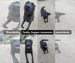 Small #3 Labrador Retriever Mix