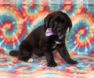 Labrador Retriever-Saint Bernard Mix Puppy for sale in LANCASTER, PA, USA