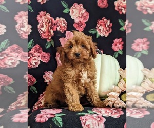 Cavapoo Puppy for sale in BIRD IN HAND, PA, USA