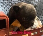 Small Photo #2 French Bulldog Puppy For Sale in PRINCETON, IL, USA
