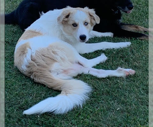 Daisy Jo - Female Golden Pyrenees Dog for Adoption - Photo #3