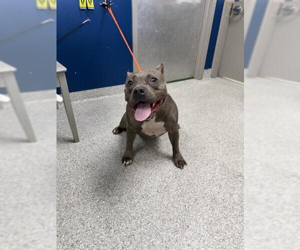 Medium Photo #1 Staffordshire Bull Terrier-Unknown Mix Puppy For Sale in Pasadena, TX, USA