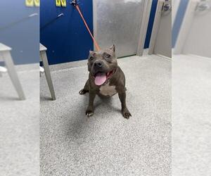Staffordshire Bull Terrier-Unknown Mix Dogs for adoption in Pasadena, TX, USA